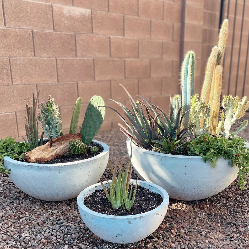 Set of cacti and succulents in concrete planters against a brick wall.