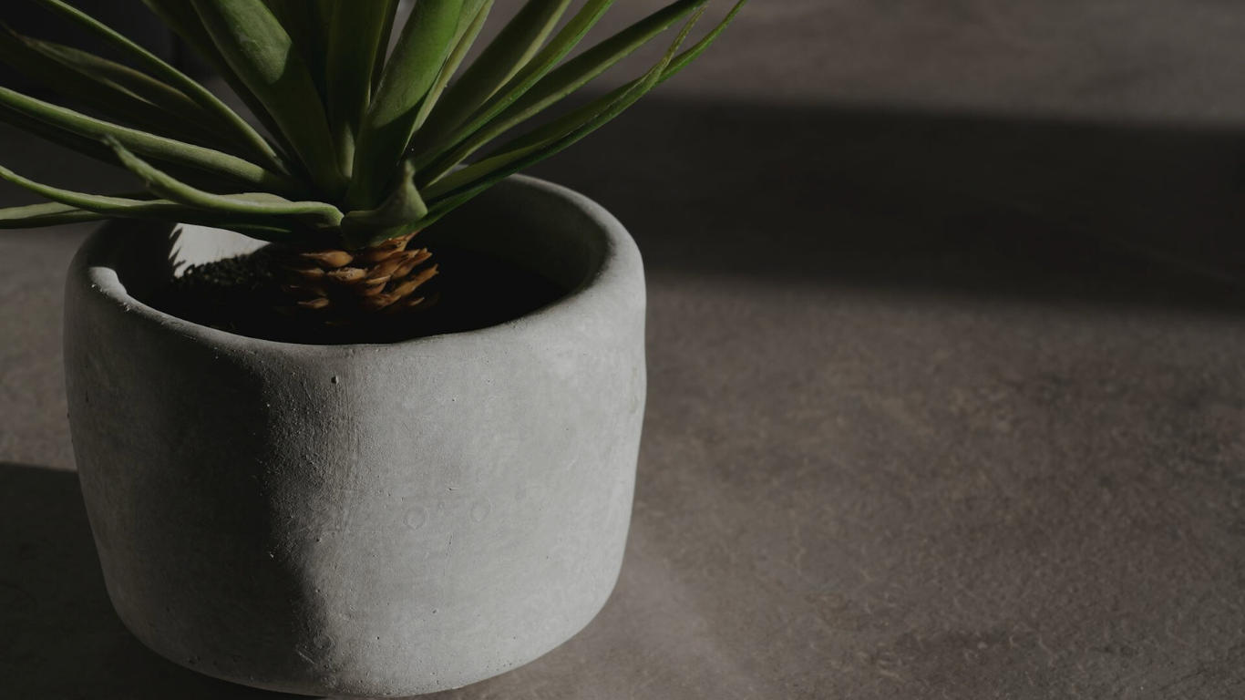 Small potted plant in a concrete pot on a dark surface