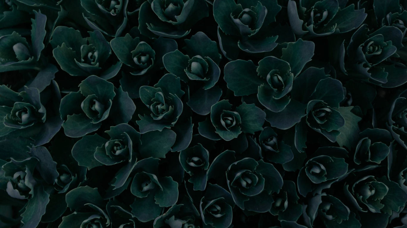 Close-up of dark green succulent plants