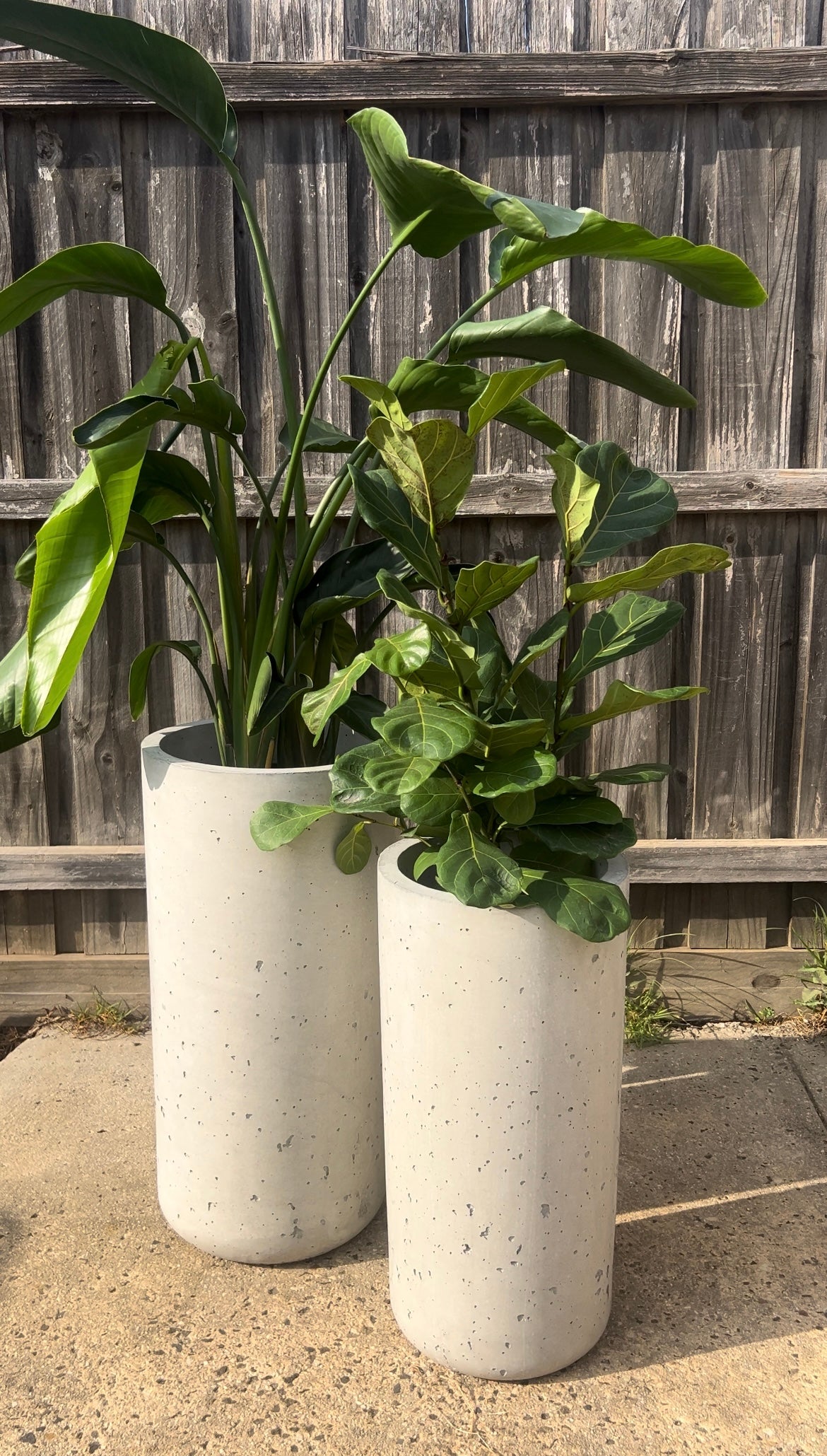Two potted plants in white cylindrical pots against a wooden fence.