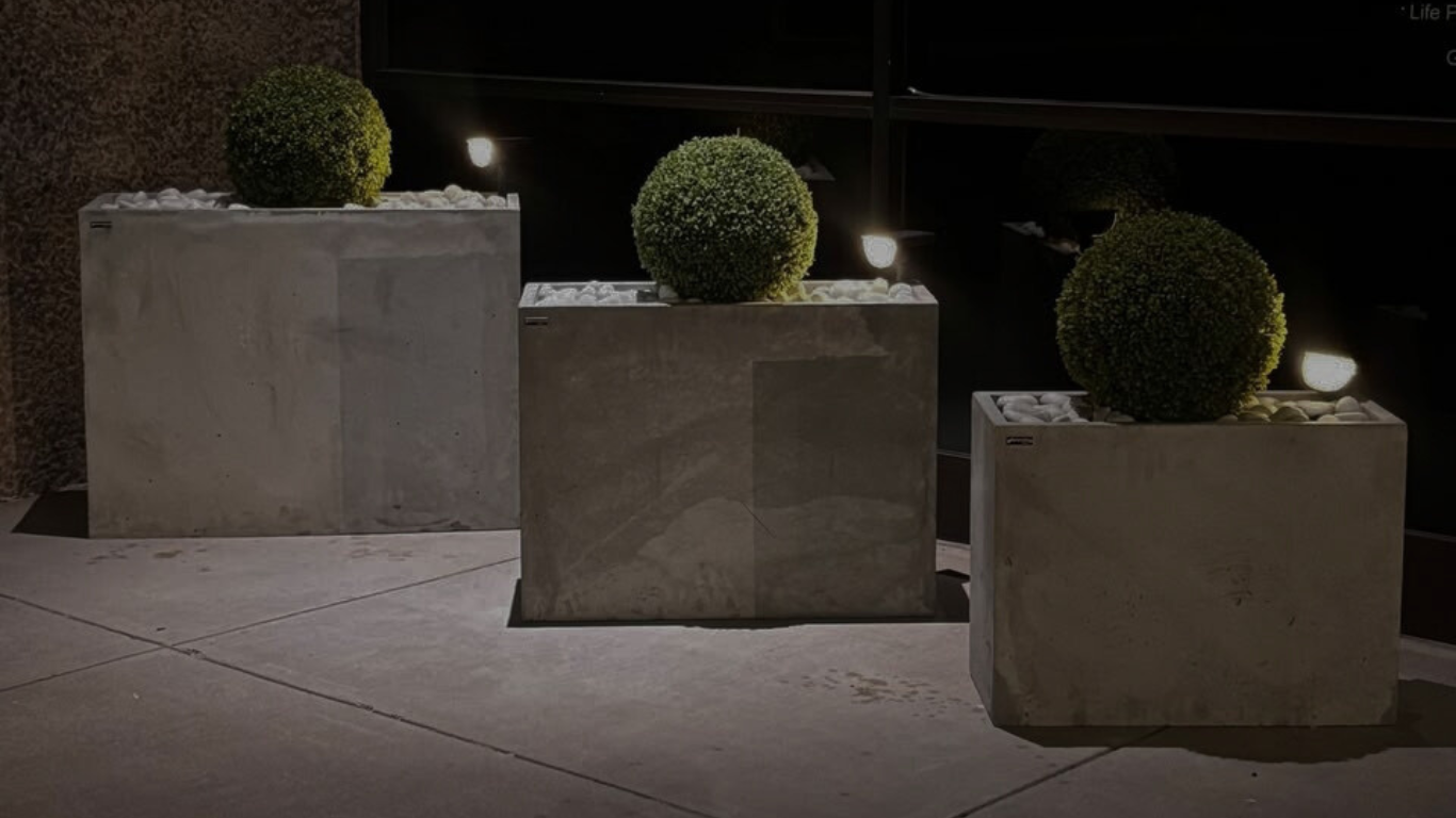 Three concrete planters with spherical plants on a sidewalk at night.
